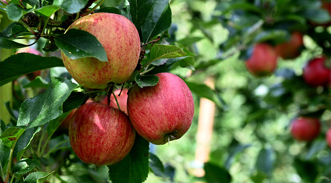 William Blake versei